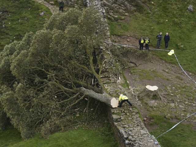 Hadrian's Wall / Felled Tree / Sycamore Gap Tree /