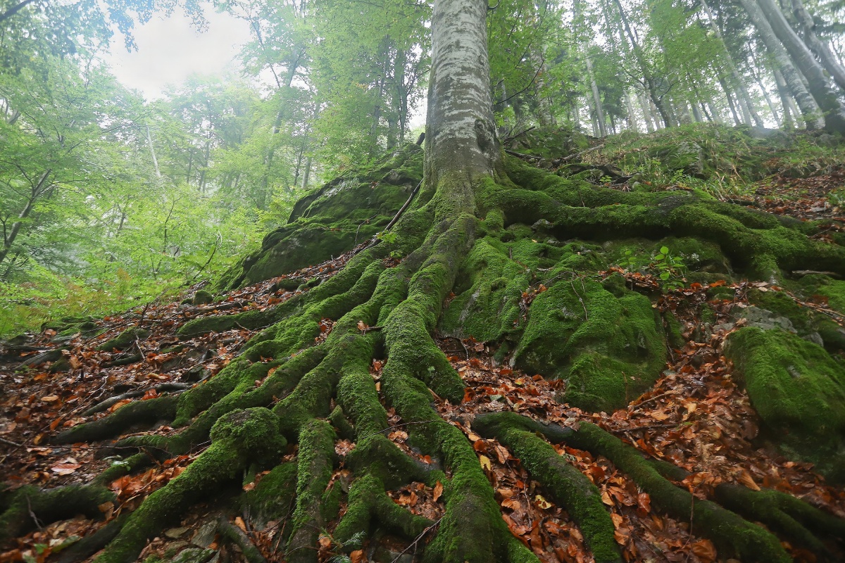 korenove nabehy, karpaty