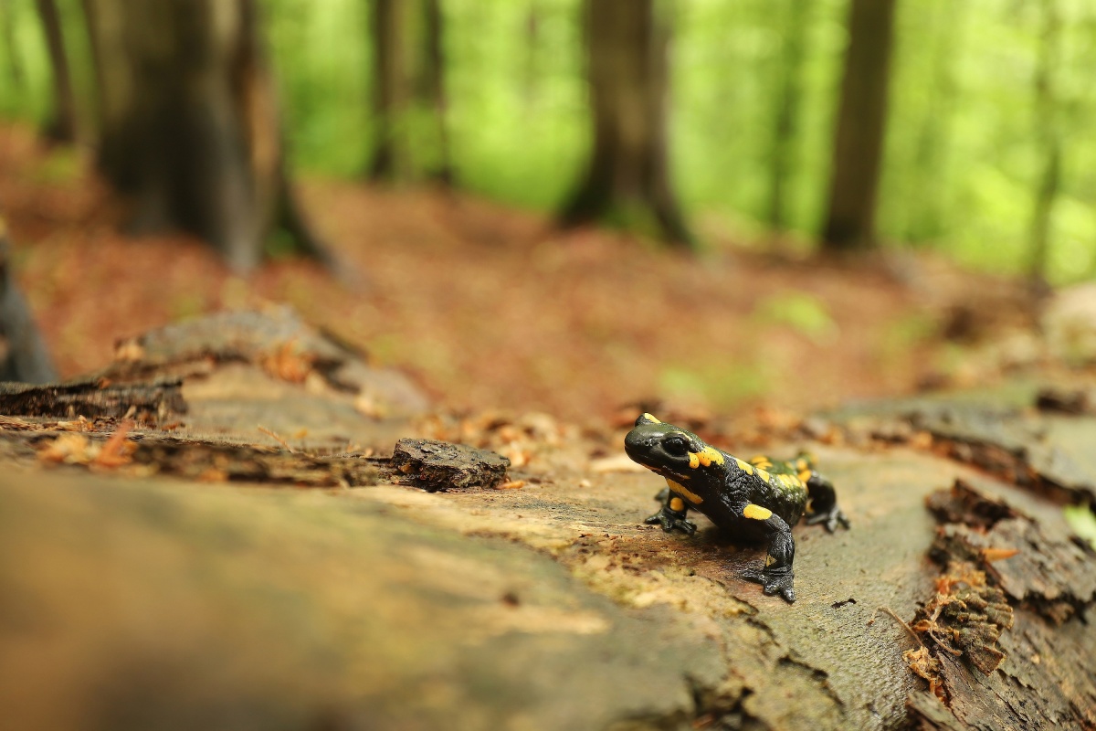 salamandra škvrnita