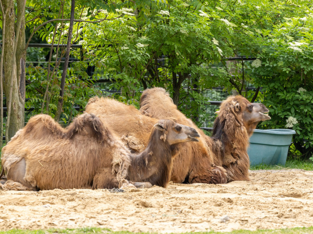 ZOO, zoologická záhrada,