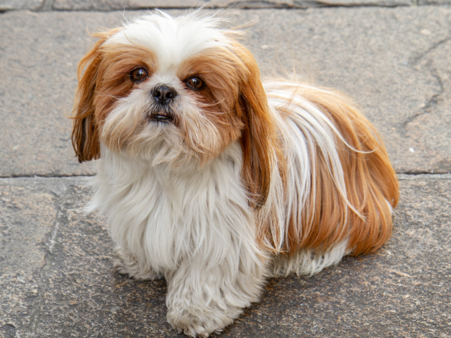 Shih-tzu