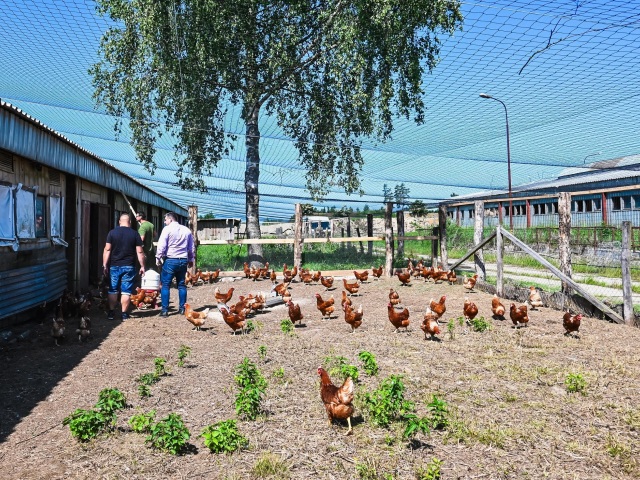 Breznianska farma Brezinka má v súčasnosti dvesto nosníc, ich počet chcú zvýšiť na päťsto.