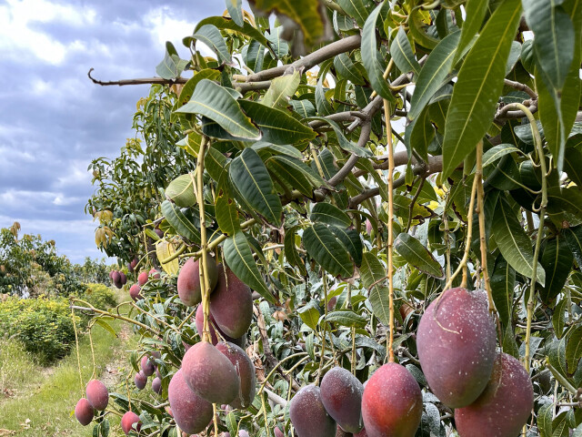 Takto rastie mango.