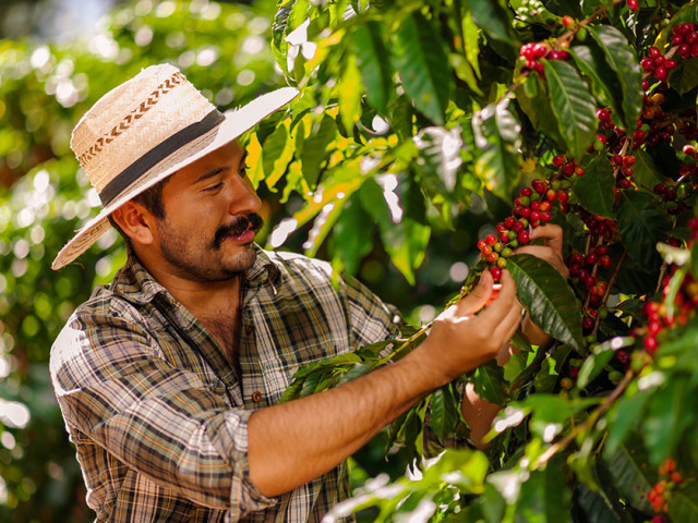 Farmár a káva arabica na kávovom kríku.