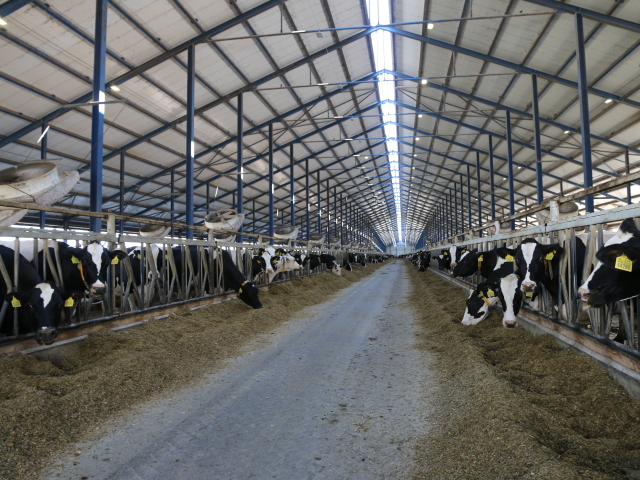 Pohľad do najmodernejšieho pavilónu dojníc na Slovensku na farme Mikuláš.