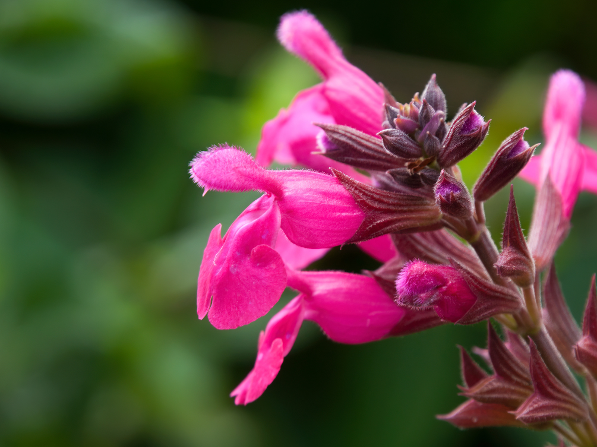 šalvia, Salvia greggii,