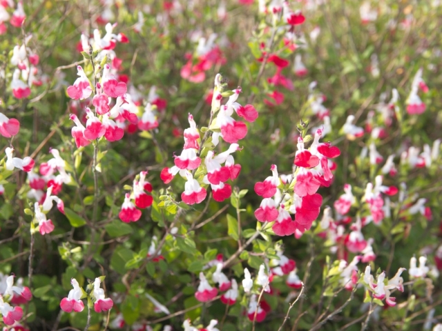 šalvia, Salvia greggii, 2138114285