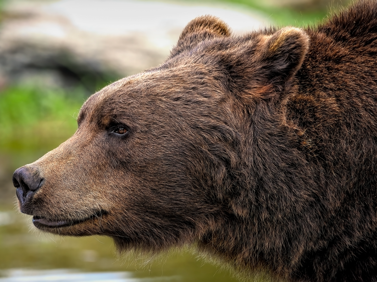 Bear / Medveď /
