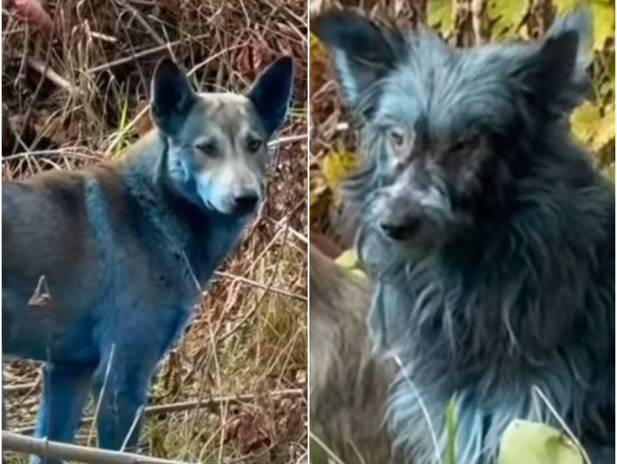 Dogs of Chernobyl, modré psy / psi, černobyľ