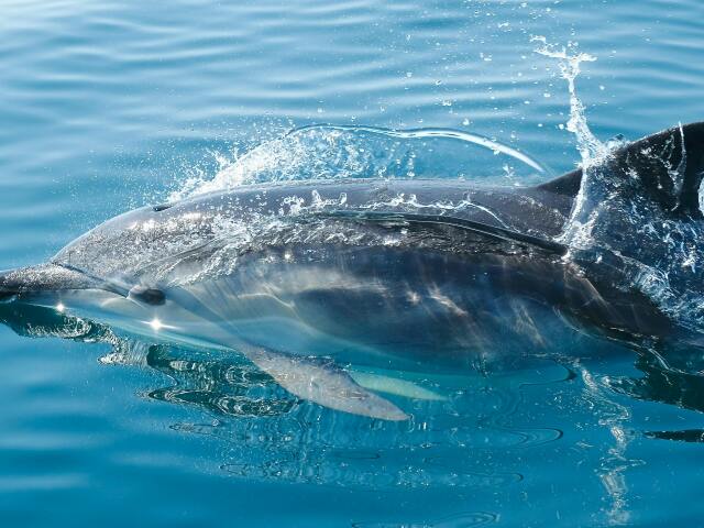 delfín, delfiny, more,