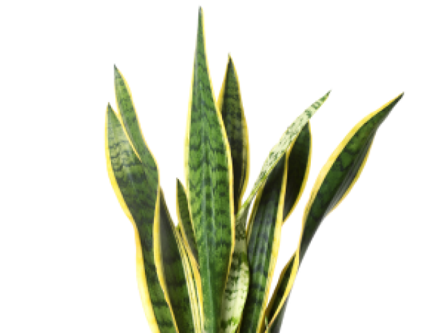 Sansevieria trojpása