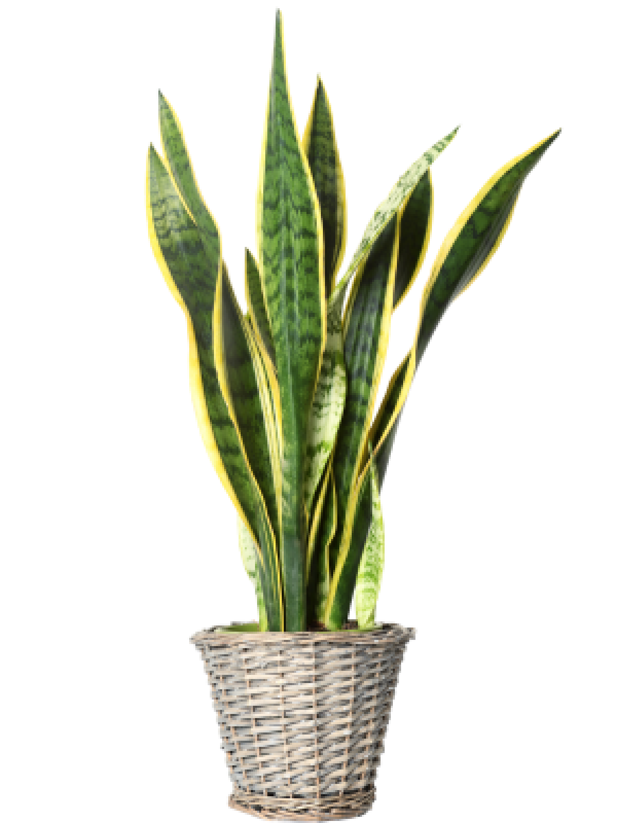 Sansevieria trojpása