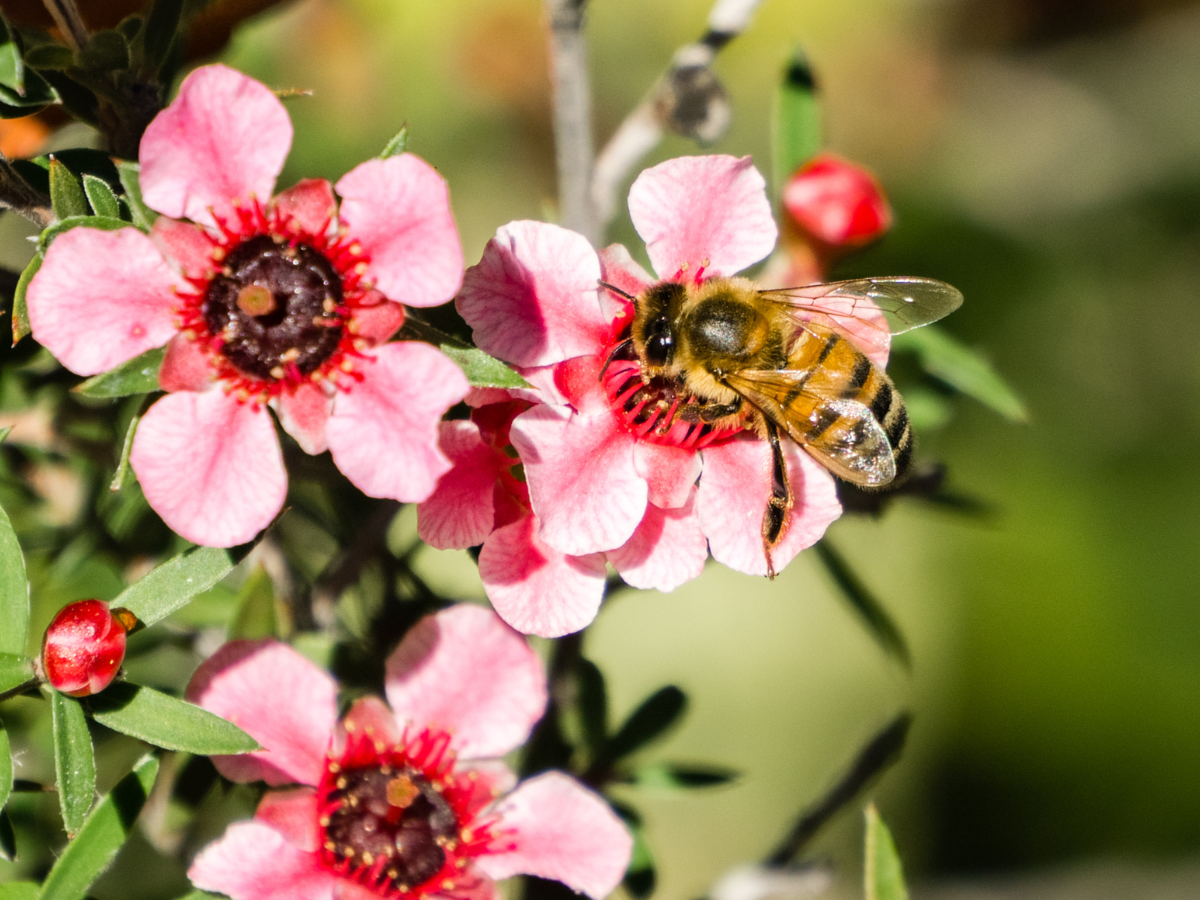 manuka, med,