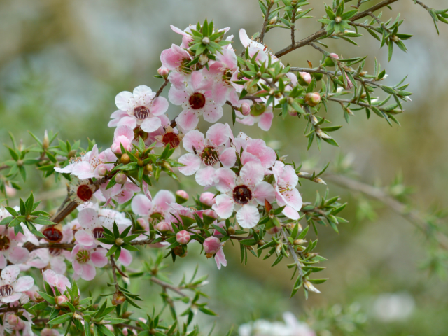 Leptospermum scoparium
