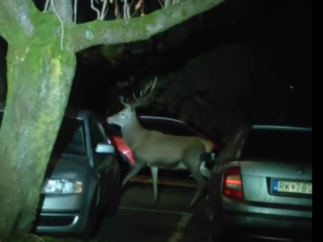 jeleň, Ružomberok
