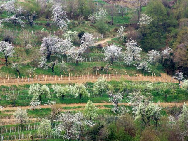 Čerešňové stromy v Slovinsku (Goriška Brda).