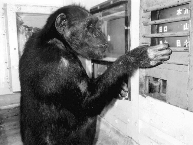 Šimpanz / Chimpanzee Ai /