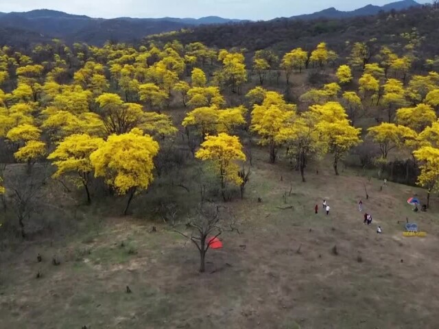 guayacán, video Reuters