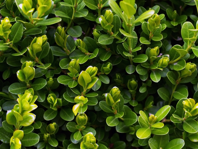 Krušpán vždyzelený odkazuje aj v latinčine na to, že mu v zime neopadávajú listy – Buxus sempervirens. Doslovne ide o spojenie slov semper (vždy) a virens (zelený).