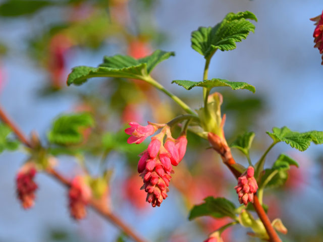 Tmavočervené kvetné trsy ríbezle krvavej (Ribes sanguineum) sa objavujú skôr než listy. Latinské sanguineum znamená krvavočervený, tmavočervený.