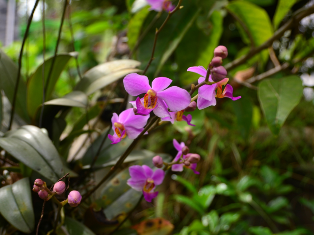 Phalaenopsis equestris