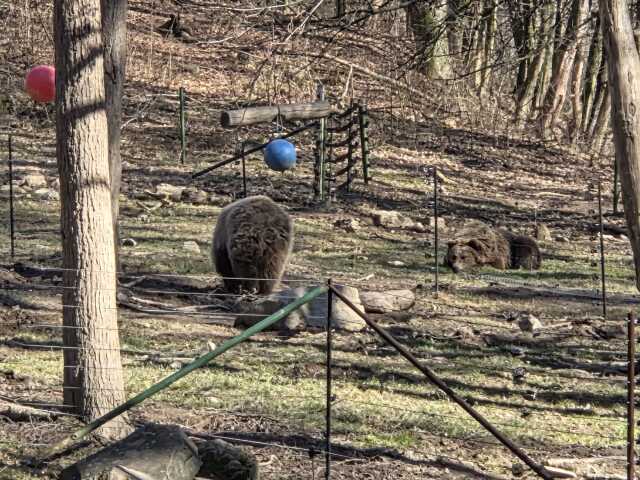 V košickej zoo je zatiaľ sedem medveďov, dva z nich prevezú do Čiech. V týchto dňoch si užívajú jarné počasie.