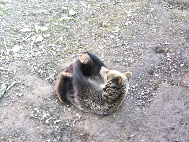 V košickej zoo je zatiaľ sedem medveďov, dva z nich prevezú do Čiech. V týchto dňoch si užívajú jarné počasie.