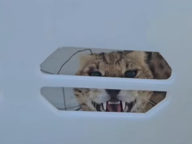 Mačkovitá šelma / Serval /