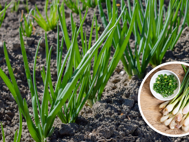 Cibuľa zelenačka - zväzková cibuľa