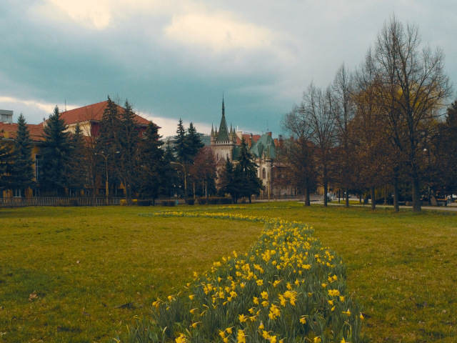 Kvety Mesto Kosice  1 
