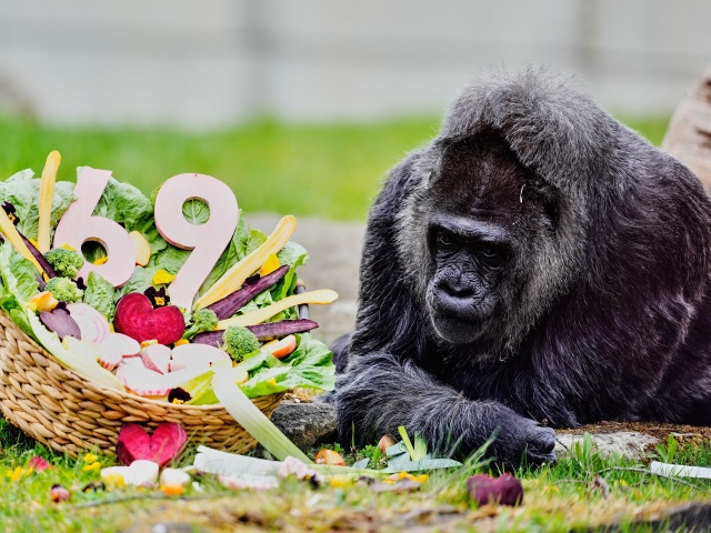 Germany Oldest Gorilla