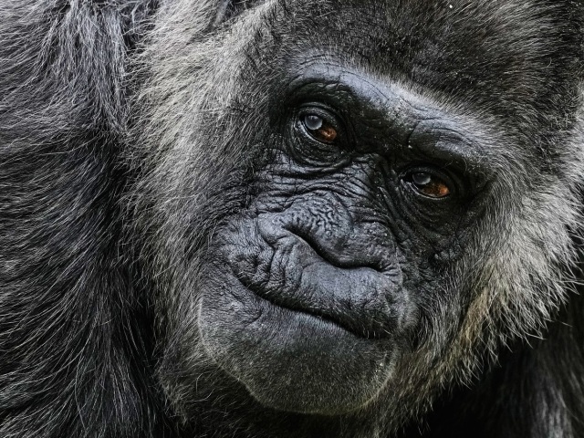 Germany Oldest Gorilla