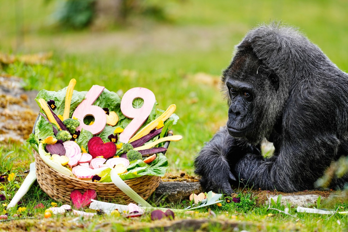 Germany Oldest Gorilla