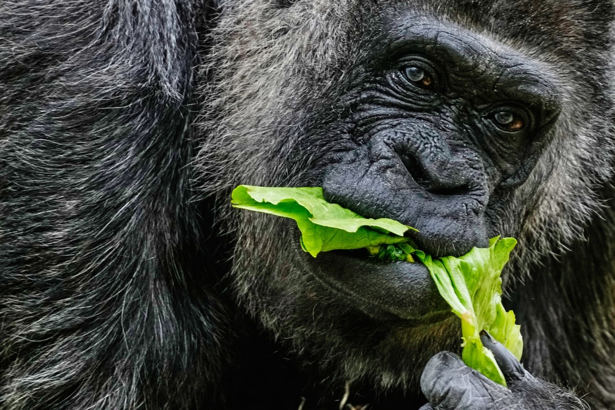 Germany Oldest Gorilla