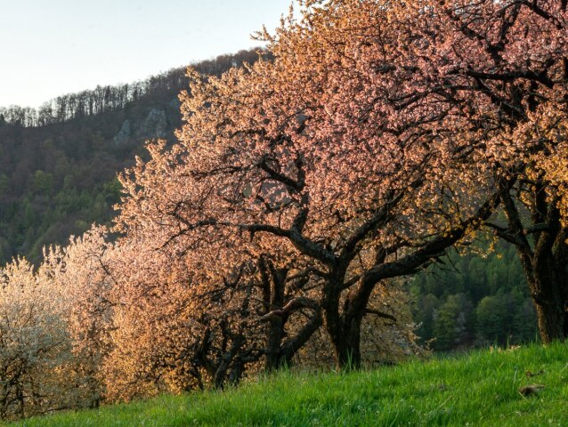 Brdárka / Čerešne /
